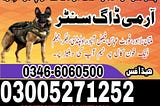 Army Dog Center Tangi Charsadda Peshawar