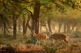 Deer species of Sri Lanka, Types of deers in Sri Lanka, Sambar deer sri lanka, Axis deer sri lanka, Hog Deer sri lanka, Barking deer Sri Lanka