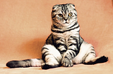 20 Amazing Cat Facts to Understand Them Better