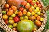 tomatoes at Hilltop Farm Hudson Valley NY