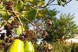 Cashews