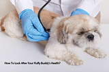 How To Look After Your Fluffy Buddy’s Health?