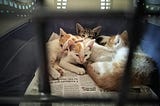 When I discovered four orphaned kittens.. (and the ‘Compassion Delusion’)