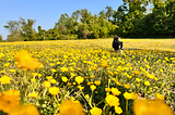 Greater Buttercups and Lesser Celandine