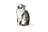 A black-and-white drawing of a cat looking down, on a white background