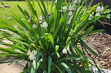 One Yearly Spring Show You Won’t Want to Miss: Gravetye Giant Leucojum