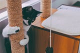 Artículos para gatos; Purrr-fectos productos para mimar a tu minino