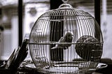 The Silent Bird