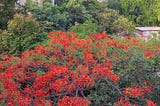 view of Gulmohor or flame tree as seen from home balcony