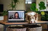 A photo of a Macbook with the author in a Google Meet call on the screen. Macbook is next to a dog on the table.