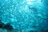 Amidst Environmental Rollbacks, This Company is Leading the Way