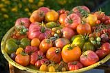 A large basket overflowing with heirloom tomatoes of various sizes and colors.