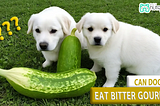Can Dogs Eat Bitter Gourd? Comprehensive Guide
