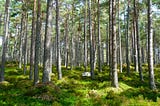 Seeing the random forest from the decision trees: An explanation of Random Forest