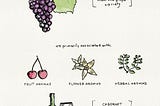 Aroma vs Bouquet in Wine