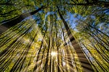 Sunlight streaming through green trees towering overhead