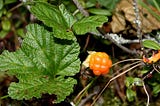 cloudberry