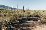 Shadows of saguaro wrens