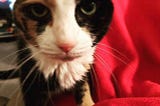 RIP Millie