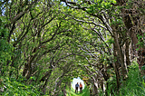 The path to Ballynoe Stone Circle in Northern Ireland