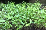Parsley growing in soil