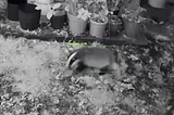 Deterring foxes and badgers with TensorFlow Lite, Python, Raspberry Pi, Ring cameras & ultrasonic…