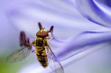 Hoverfly — Simulando suas dependências