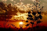 Slowing Down to Enjoy Life