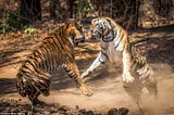 The Tiger Has Roared. What Will You Do?