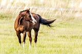 American Quarter Horse