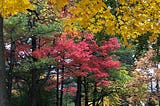 A set of fall trees along a concrete pathway. Trees are various heights and have red, gold, and green leaves.