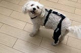 The Transformative Role of Dog Knee Braces in Canine Mobility