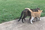 End of Year Appeal for Oklahoma Cats