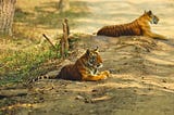 Best Safari Zone in Bandhavgarh National Park