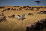 How to Find the Zebra Among all the Horses…