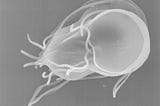 Did your cat give you Giardia?