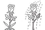 The picture is taken from Google. The right one is the flower we like and the Left side is the flower we love.