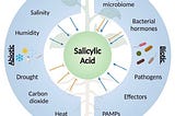 Salicylic acid for plants: it’s not just for acne!