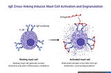 Allergies Unveiled: Genetics, Environment, and their Impact