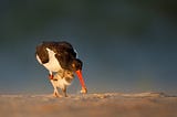 An Evening with American Oystercatchers