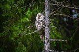 Barred owl at Sleeping Bear