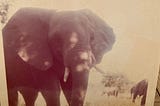 Elephant Tales