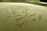 July 4th! Heat Stress, Summer Bentgrass Decline!?!, Red Leaf Spot and Divot Research