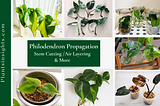 Philodendron Propagation | In Water, LECA ,Soil,& More