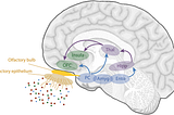 Q+A with Neurobiologist Stuart Firestein on Smell, Taste & Consciousness