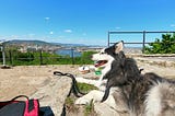 Feeling low? Try Going for a Tiring, yet Merry Walk with a Giant Dog.