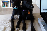 Two dogs resting their paws near an open laptop