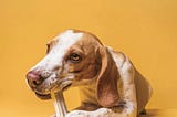 Biting No More: Unveiling the Secrets to Stop Your Dog’s Nipping Habits