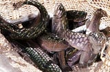Weather, costs hit winter trout program