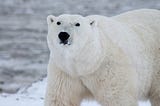 This isn’t about the polar bears: 3 responses to a climate change skeptic.